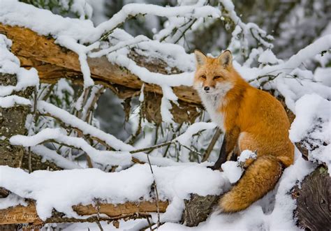 fox feet|25 Fascinating Facts About Foxes .